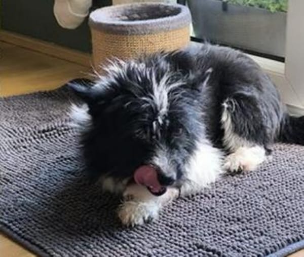 RUFUS  braucht ein liebevolles Zuhause