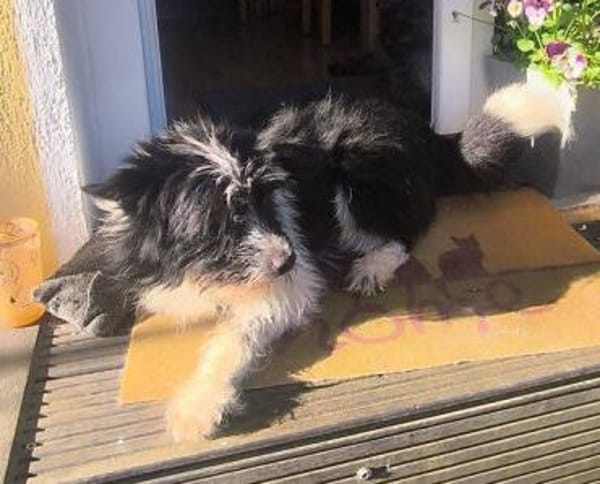 RUFUS  braucht ein liebevolles Zuhause