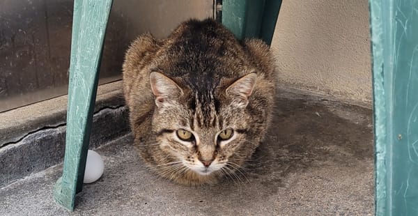 BOULETTE