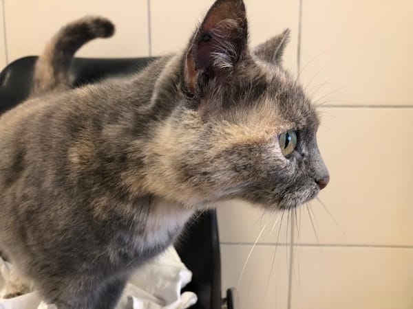 BONNIE (reservé)