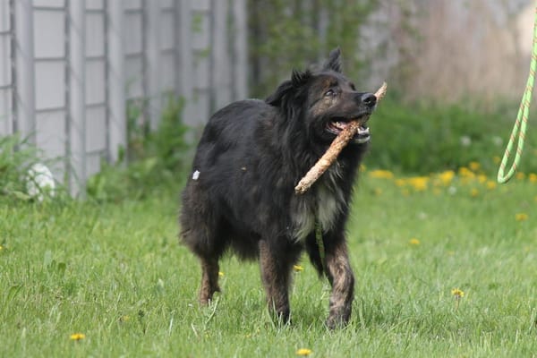 MALA