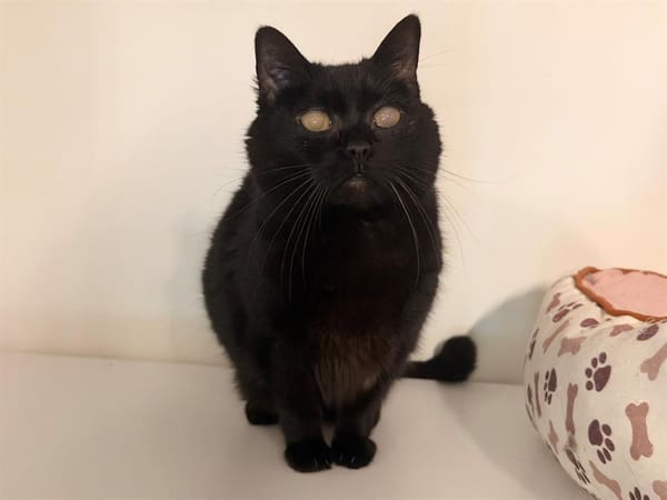 JAZZY (réservée)