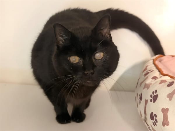 JAZZY (réservée)
