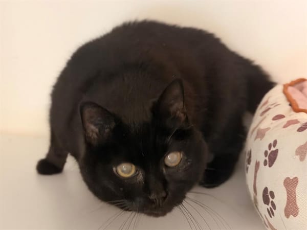 JAZZY (réservée)