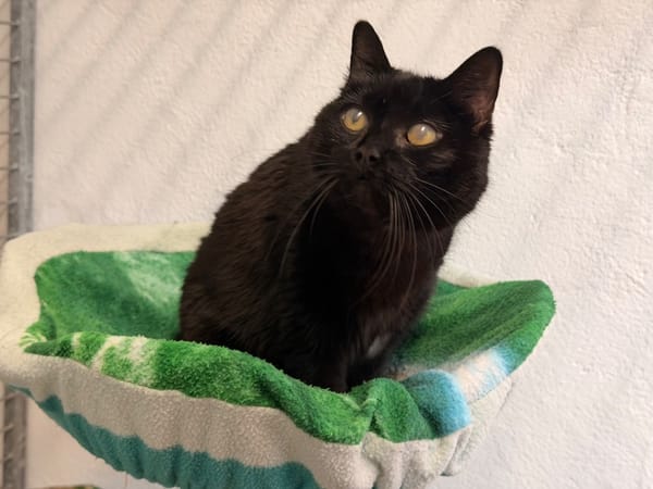 JAZZY (réservée)