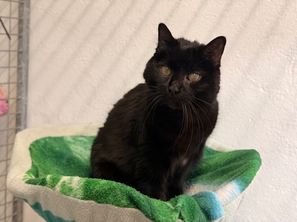 JAZZY (réservée)