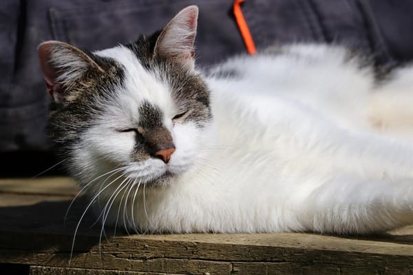 JASMINE A17378