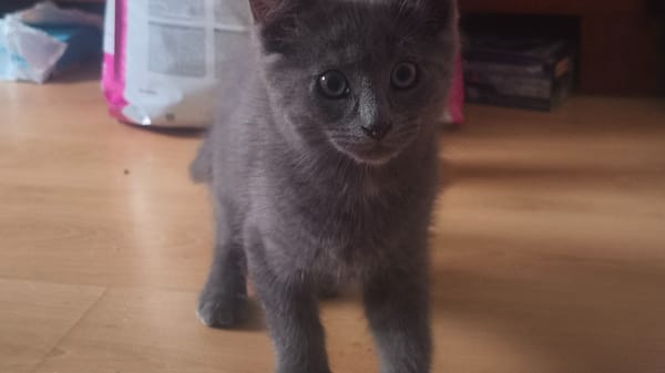 KURO (réservé)