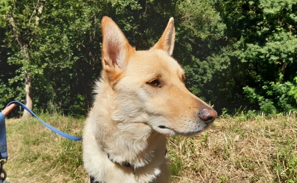 Loki
