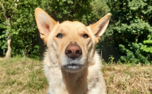 Loki