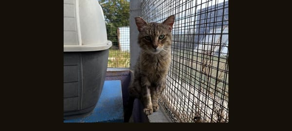 TIZNIT ( EN COURS D'ADOPTION)