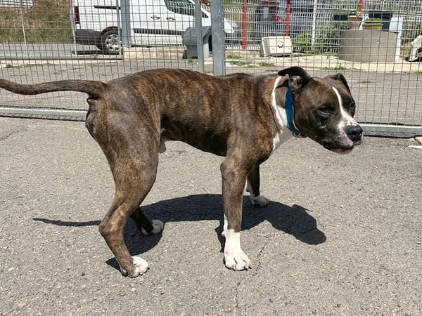 TYSON