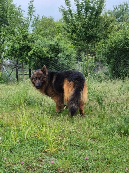 Karo