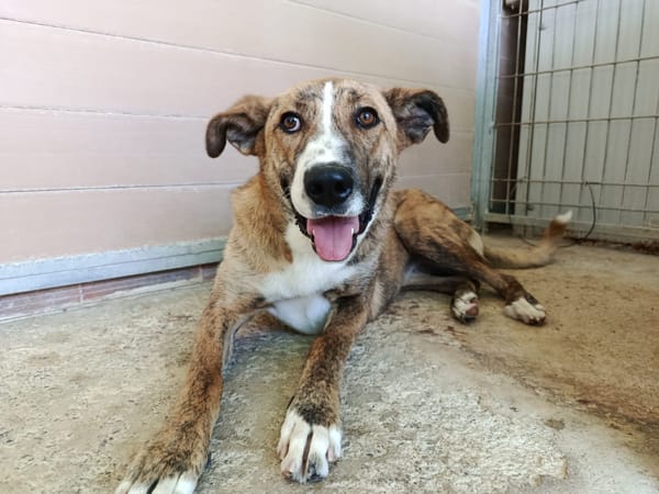 FIONA (UnionAnimal)
