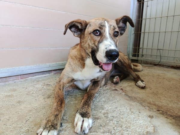 FIONA (UnionAnimal)
