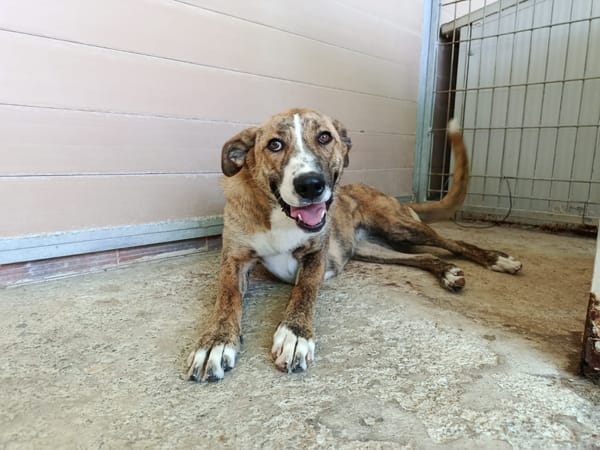 FIONA (UnionAnimal)