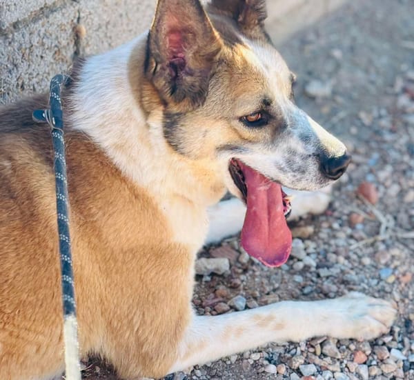 ROCKO (Maria)