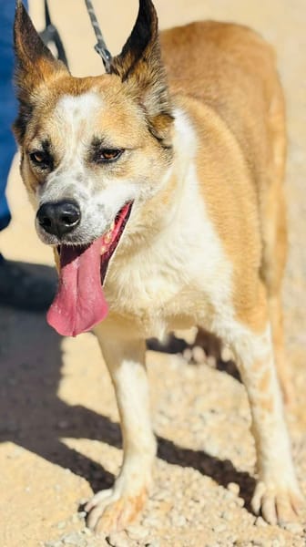 ROCKO (Maria)