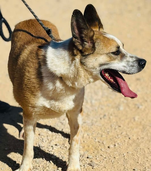 ROCKO (Maria)
