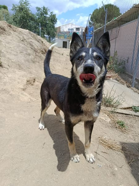 NEGAN (Union animal)