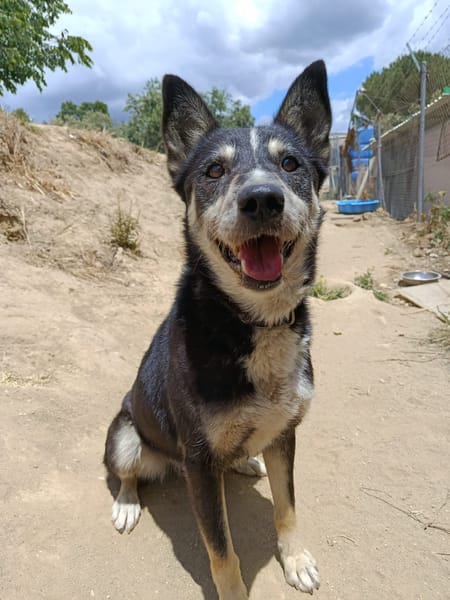 NEGAN (Union animal)