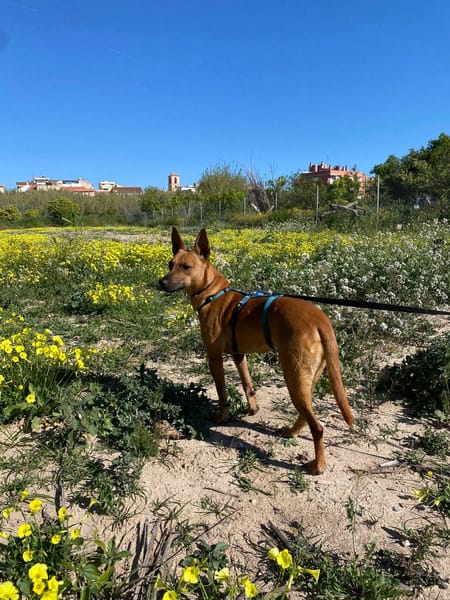 IRIS (Las Torres)