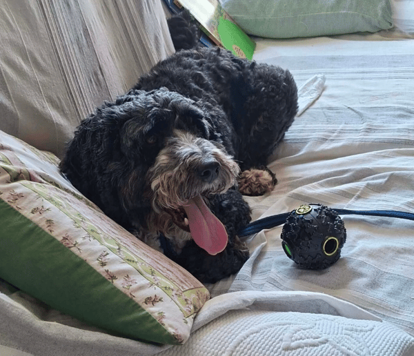 Buddy