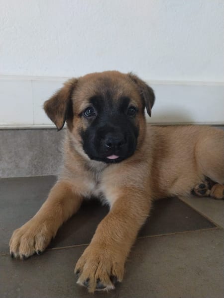 HAVANA , chiot femelle Berger Créole