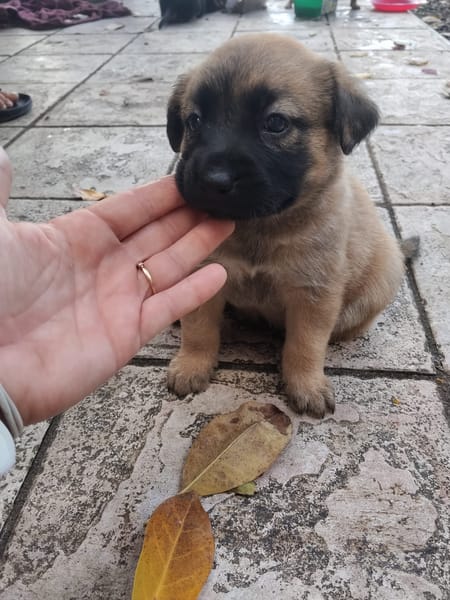 HAVANA , chiot femelle Berger Créole