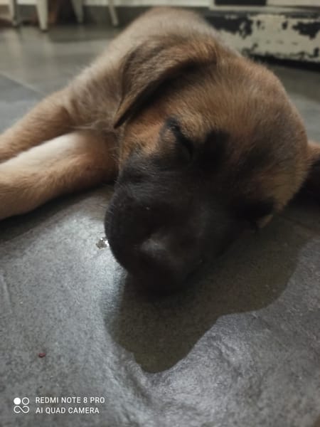 HAVANA , chiot femelle Berger Créole