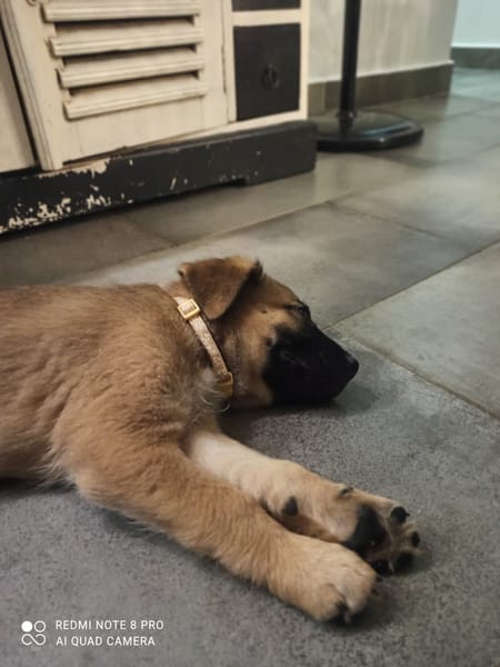 HAVANA , chiot femelle Berger Créole