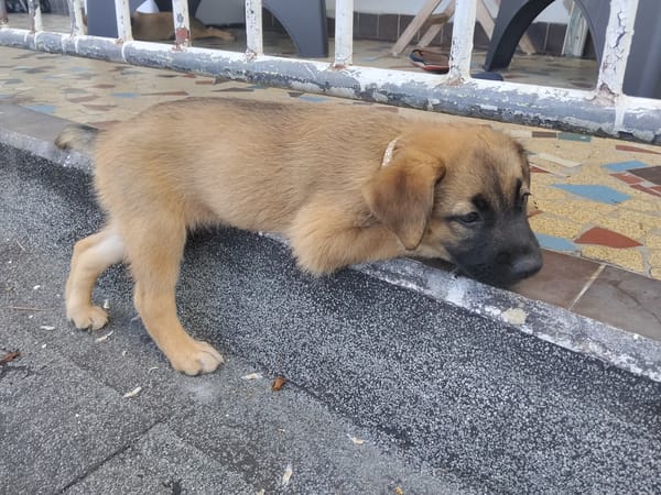 HAVANA , chiot femelle Berger Créole