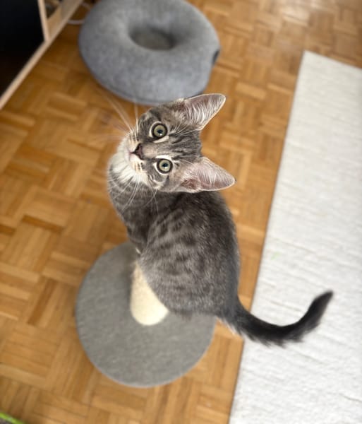 CARTOON A ADOPTER AVEC UN CHAT DEJA PRÉSENT CHEZ VOUS