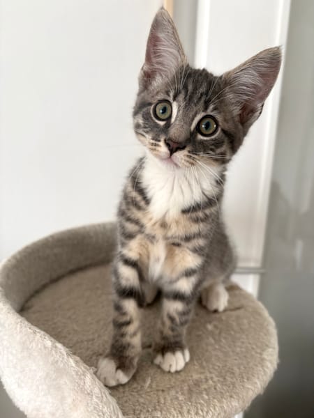 CARTOON A ADOPTER AVEC UN CHAT DEJA PRÉSENT CHEZ VOUS