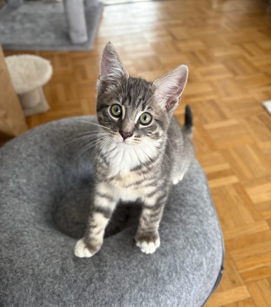 CARTOON A ADOPTER AVEC UN CHAT DEJA PRÉSENT CHEZ VOUS