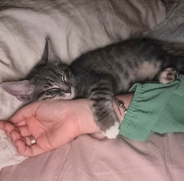 CARTOON A ADOPTER AVEC UN CHAT DEJA PRÉSENT CHEZ VOUS
