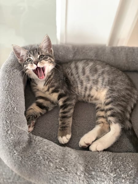 CARTOON A ADOPTER AVEC UN CHAT DEJA PRÉSENT CHEZ VOUS