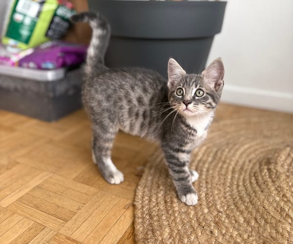 CARTOON A ADOPTER AVEC UN CHAT DEJA PRÉSENT CHEZ VOUS