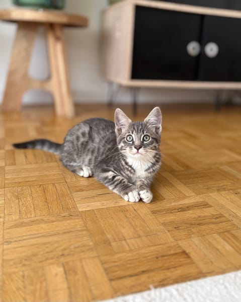 CARTOON A ADOPTER AVEC UN CHAT DEJA PRÉSENT CHEZ VOUS