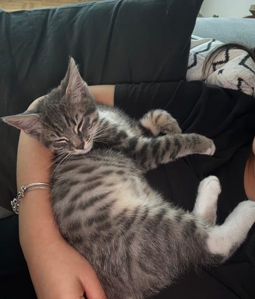 CARTOON A ADOPTER AVEC UN CHAT DEJA PRÉSENT CHEZ VOUS