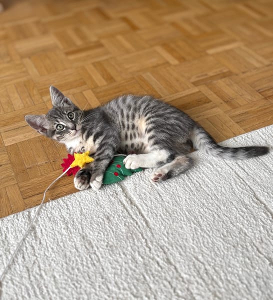 CARTOON A ADOPTER AVEC UN CHAT DEJA PRÉSENT CHEZ VOUS