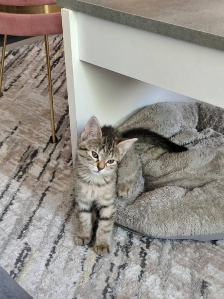 SOPHIE