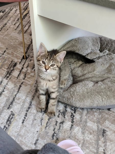 SOPHIE