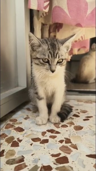 TIM
