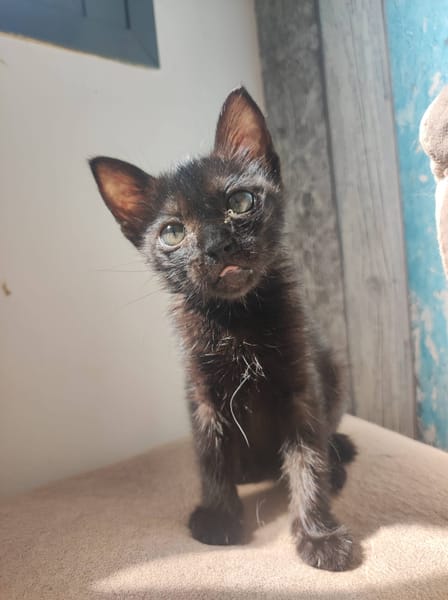 COCO