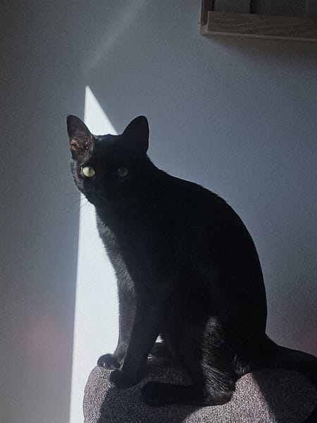 COCO