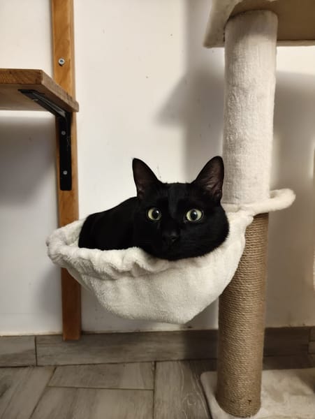 COCO