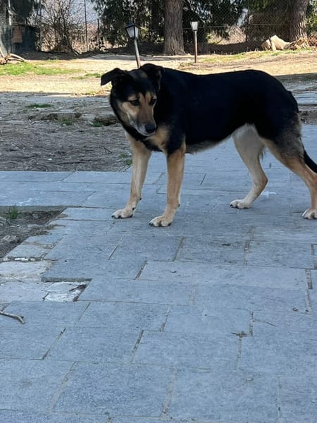 Nala