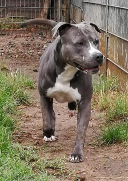 Sancho