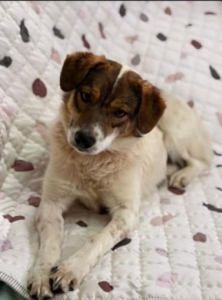 Nala sucht ihr Für immer Zuhause
